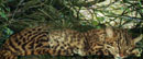 gato montes comn F. Geoffrey, F. Geoffroy, Oncefelas geofroyi
